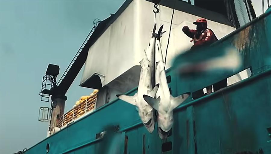 Two sharks are dangling above the water after being caught and killed by fishermen. (Fair use from Vancouver Is Awesome)