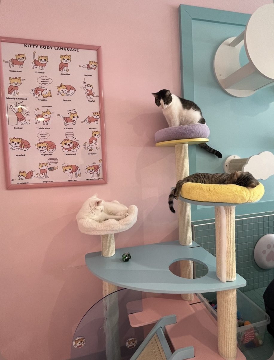 Three cats settle down for an afternoon nap at the Kitty Bubble Cafe & Bar.